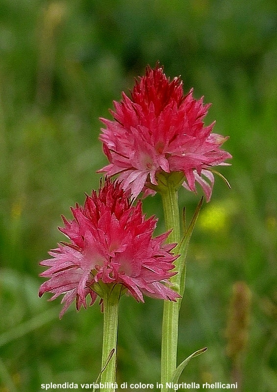 Nigritella cenisia e Nigritella rhellicani  Savoia francese   luglio 2023.